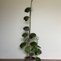 천장닿은 식물 시리즈 - 하트호야 키우기(호야케리) 번식, 물주기 관리법