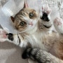 키티의 일상 2(고양이 중성화 수술)