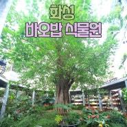 화성바오밥식물원카페에서 가족&연인과 힐링하세요! (주말나들이 장소추천)