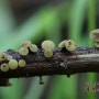 긴자루술잔고무버섯 - Hymenoscyphus scutula