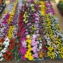 일산 플라워 러버들의 선택한 꽃집