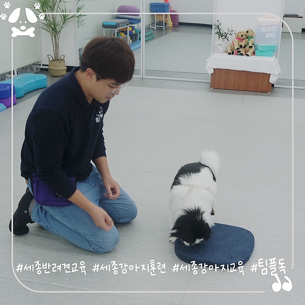 세종시 반려견교육 강아지훈련 팀플독 자제력키우기 교육 솔직후기 : 네이버 블로그