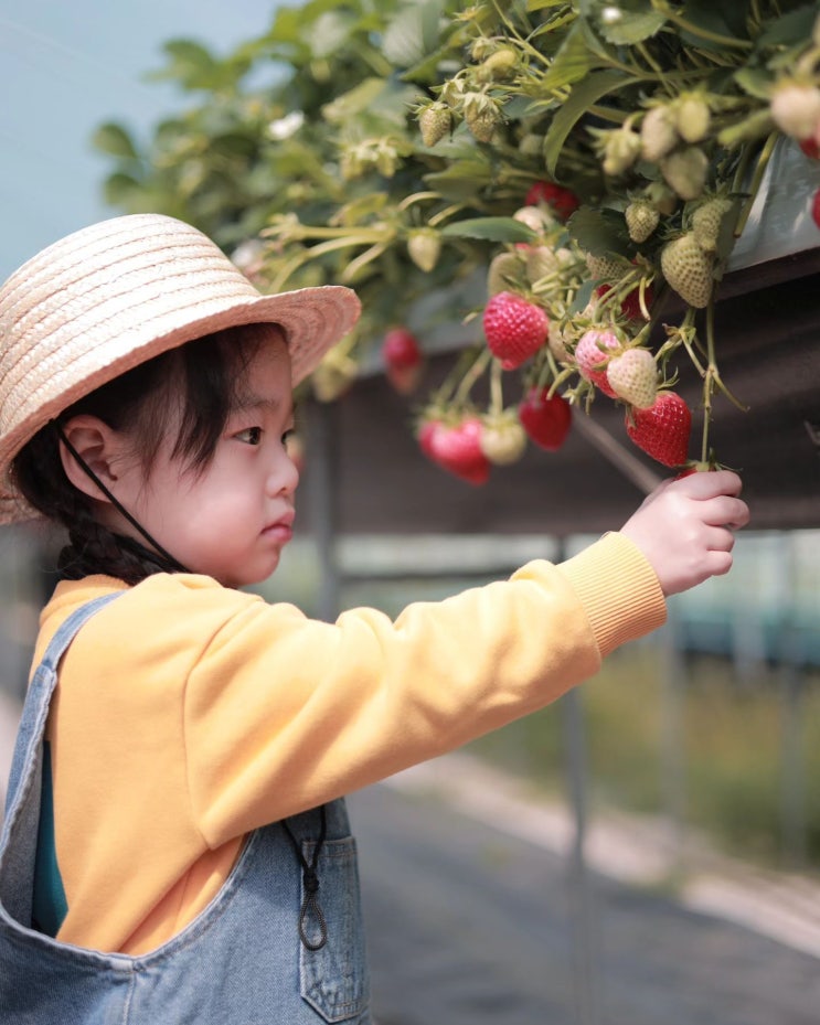 [통영 여행] 딸기 체험이 가능한 듬뿍농원, 통영 겨울에...