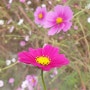 2023. 11월 꽃과 사진Story- 코스모스꽃(3편)