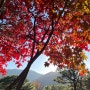 가을 끝자락 11월 화담숲 단풍 구경 이천 한정식