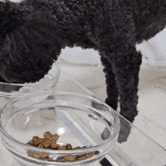 강아지밥그릇 :: 펫코모 스틸 프레임 유리 2구 반려동물 밥그릇