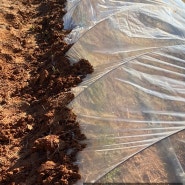 [농사일기] 바람에 날린 비닐을 고정하기 위해 삽질, 흙으로 비닐을 고정