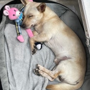 김포 파주 유기견 2년을 떠돌던 강아지가 보호소에 잡혔어요