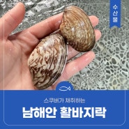 스쿠버가 채취하는 남해안 활바지락🤿