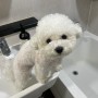 강아지 목욕도와주는 자동 거품기 구매후기