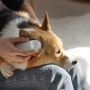 [게이즈샵] 강아지, 고양이 귀 제습기 디어버즈 PE / 2023 메가주 참여 소식