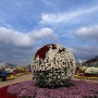 양산국화축제🏵