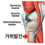 [신금호역필라테스] 무릎 안쪽 통증 '거위발건염' 에 대해 알아보기