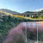 기장 광산마을 핑크뮬리 좁은잎해바라기 가을여행지 가볼만한곳