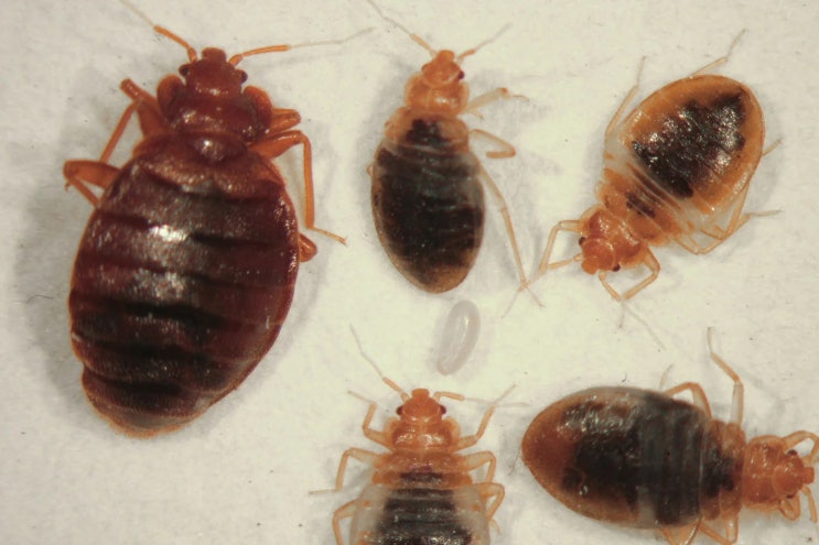 빈대(bedbugs) 종류, 물림의 증상과 치료 : 네이버 블로그