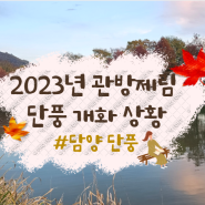 담양 관방제림 / 담양 관방제림 단풍 / 담양 단풍 /2023년 담양 관방제림 단풍