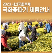 2023서산국화축제-국화꽃따기 체험일정 안내