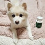 [88PET] 88덴탈가드 :: 강아지 잇몸영양제 · 강아지 치석관리