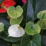 흰색부터 연녹색에 이르는 색상의 불염포를 가진 홍학꽃 '바닐라' (Anthurium andraeanum 'Vanilla')