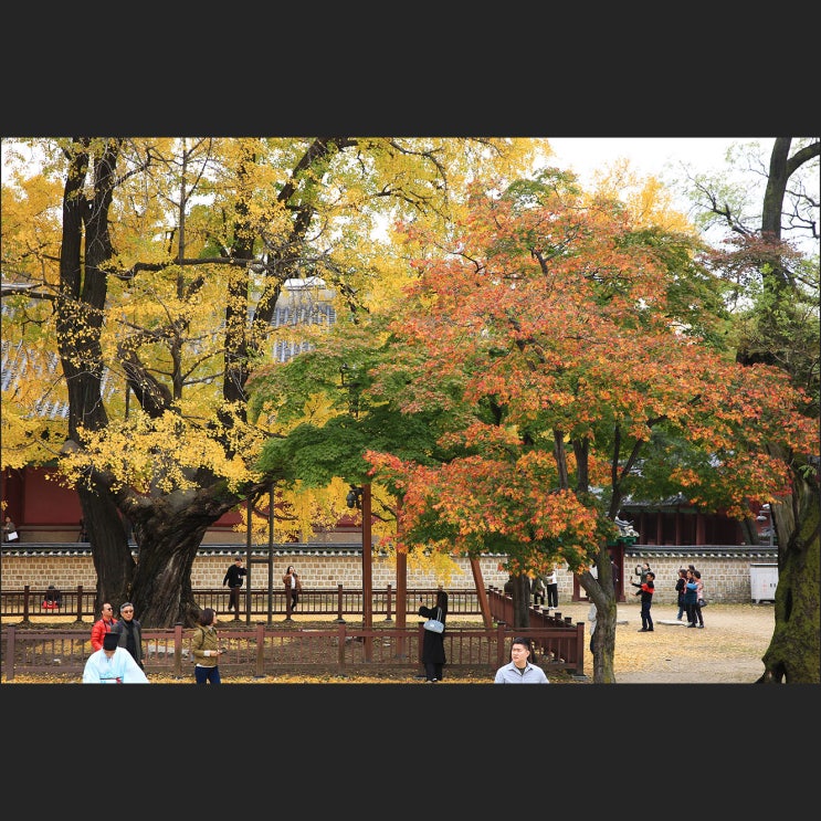 서울 성균관 명륜당, 서울문묘 대성전  은행나무