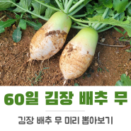 11월 작물 김장 배추 무 텃밭 가꾸기 중간 점검