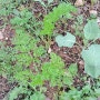 자연농으로 키운 당근, 당근 잎 효능과 당근 잎 활용법