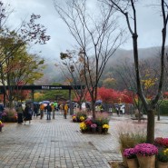 경기도 광주 곤지암 화담숲 예약 11월중순단풍상황