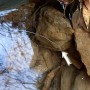 물웅덩이에 살아움직이는 국수 면발!! 흰색 연가시를 만나다.