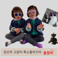 임산부 고양이 톡소플라즈마 총정리 (고양이와 아이키우기 )