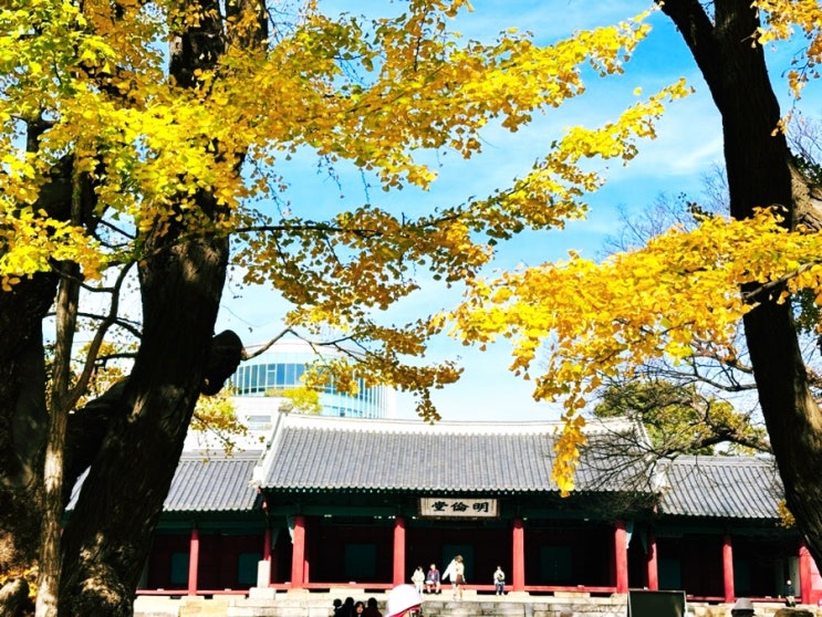 서울 단풍 명소 문묘와 성균관 명륜당 은행나무 관련 초등 도서...