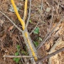 노란유색고약버섯 Phanerochaete martelliana