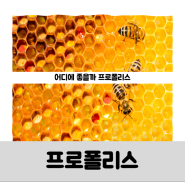 플라보노이드 함유 프로폴리스 효능 부작용 권장량