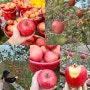 경북 영양 주사골 농촌체험 맛있는 사과직거래