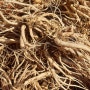 청계농장에서 2년 키운 도라지 캐기와 우슬초 뿌리를 수확하다.