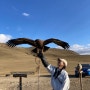 몽골 고비사막 투어 6일차 바가가즈링 촐로, 테를지에서 허르헉과 독수리체험 🦅