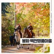 태백산국립공원 경북 봉화 단풍축제 백천명품마을 즐기기!