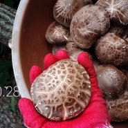 표고버섯 키우기3. 접종한지 1년 된 표고버섯 수확하기