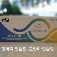캐닌슐린 CANINSULIN® 강아지 고양이 인슐린 동물약국 청주동물약국 늘봄동물약국