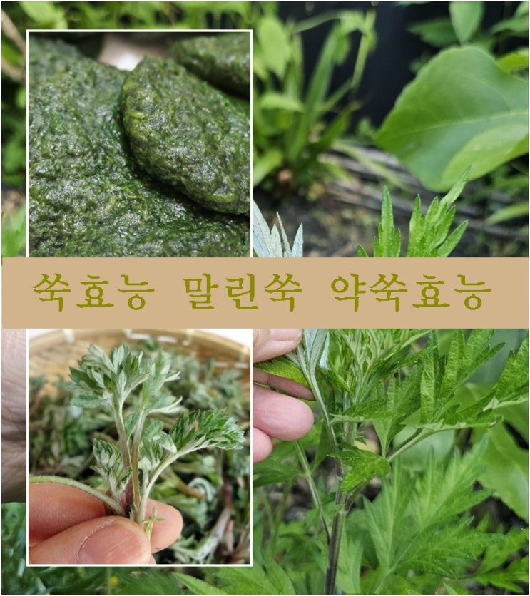 쑥캐는시기 놓친 쑥효능을 위한 쑥떡 과 말린쑥 으로 약쑥 만들기 : 네이버 블로그