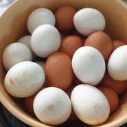 오쿠로 맥반석 계란 만들기~ 사우나 맥반석 달걀~