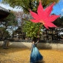 인스타그램 대왕 나뭇잎샷, 대왕 단풍잎 인스타 사진 찍는법🍁