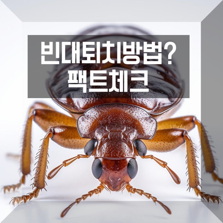 빈대퇴치방법 빈대믹에서 나온 정보 팩트체크 및 물렸을때 : 네이버 블로그