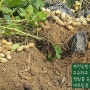 [여주땅콩 햇땅콩] 여주땅콩의 향기로운 여정 큰집농장의 땅콩 정성이 담긴 행복한 만남