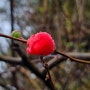 명자나무.. 가을에 봄봄..