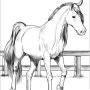 다양한 포즈의 말그림 달리는말 밑그림 스케치 어르신색칠공부Running Horse Sketch