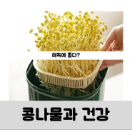 숙취 해소 콩나물 효능 부작용 칼로리