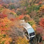 11월 가을 단풍 여행지 경기도 광주 화담숲에서 단풍여행