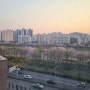 서울 가산디지털단지 비지니스 호텔 골드리버호텔, 4월 안양천 벚꽃뷰 호텔