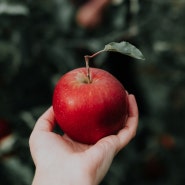 사과의 효능, 알고 먹으면 더 좋아요