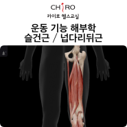 영등포PT, 당산PT 슬건근/넙다리뒤근 기능 해부학 - 무릎 통증 재활